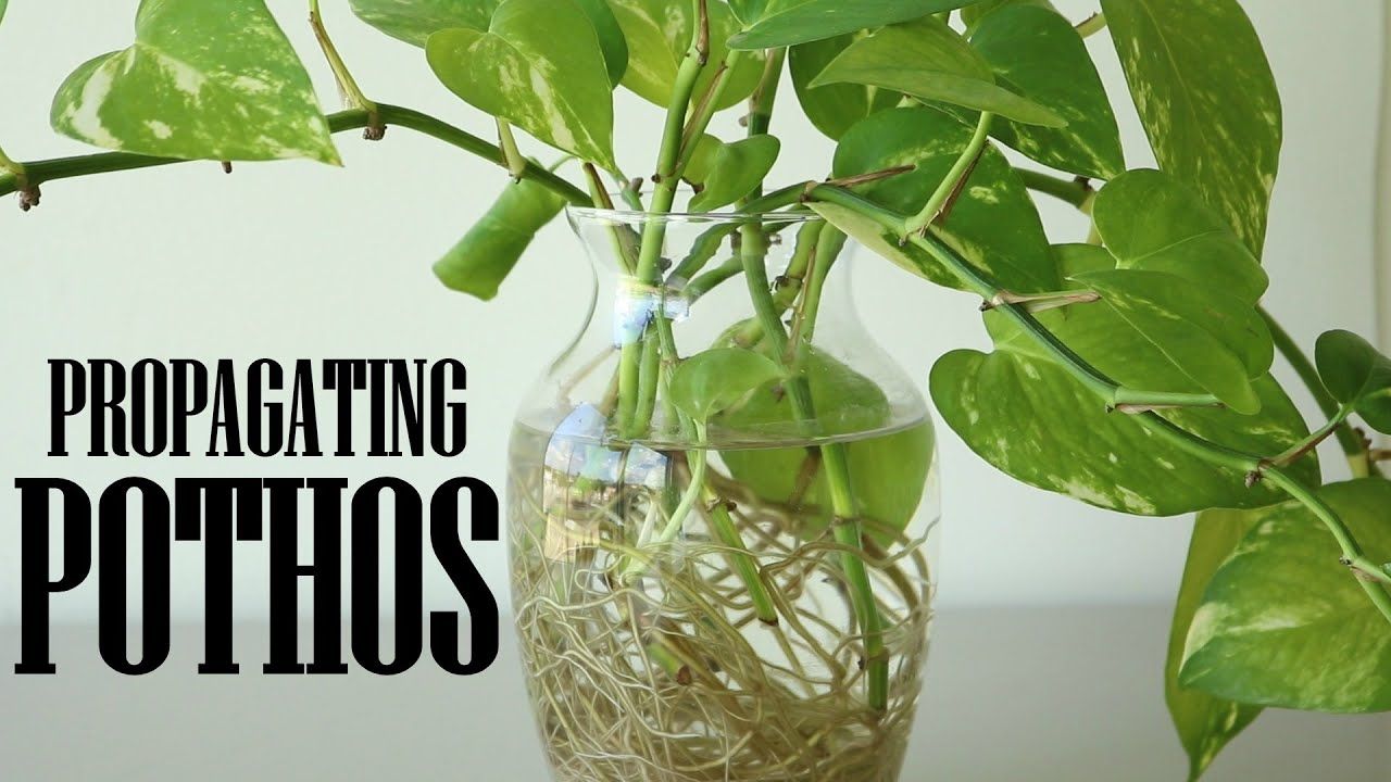 How to Propagate Pothos